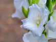 Weiße Gladiolen Blüten nah, einzeln, Bokeh
