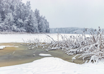 Wall Mural - snowy reeds on the river bank, interesting patterns, foggy and grainy snow fall background