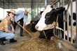 © krumanop - Couple agriculture industry, farming and animal husbandry concept - herd of cows eating hay in cowshed on dairy farm
