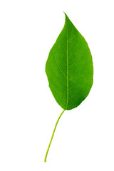 Wall Mural - Green leaf isolated. Plum leaf on white background.