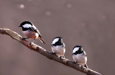 Wall Mural - Three Coal tits on one branch on a blurry brown background ...