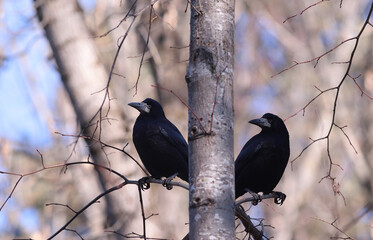 Wall Mural - Two crows are sitting on branches near the trunk of a tree....