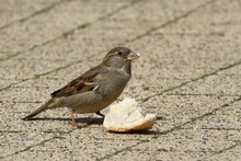 Sparrow Eating Some Bread