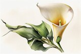 Watercolor painting of blooming calla lily flowers, Generative AI