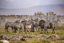 Zebras Im Großen Rudel