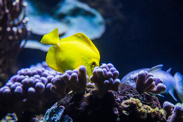 Wall Mural - Gelber Segelflossendoktorfisch im Aquarium