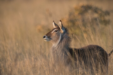 Poster - impala in the savannah