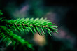 © Muhabbat - Close up of a christmas tree