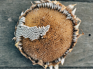 view of Seeds in a dried sunflower. vintage sunflower head on a wooden background