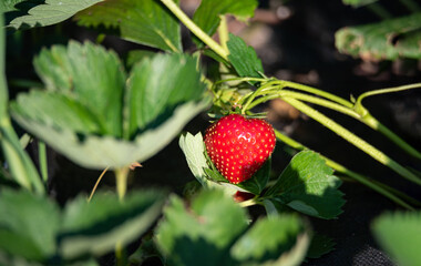 Strawberry on the bush. A plant with ripening red and juicy fruit. Cultivation of strawberries.