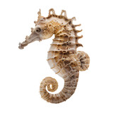 Fototapeta  - sea horse (ocean marine animal) isolated on transparent background cutout