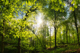 Fototapeta Niebo - Beautiful beech forest with pleasing sunshine, a tranquil landscape shot with vibrant green trees and the sun casting rays through the leaves 