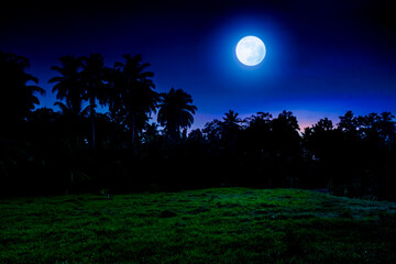 Wall Mural - tropical full moon night landscape with grass field
