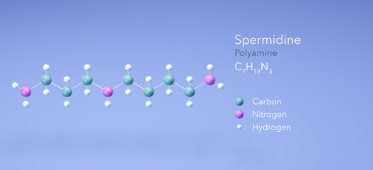 Wall Mural - spermidine molecule, molecular structures, polyamine, 3d model, Structural Chemical Formula and Atoms with Color Coding