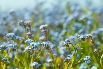 Wall Mural - Summer flowers composition. Blue flowers background