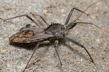 Closeup Of Adult Wheel Bug. Concept Of Insect And Wildlife Conservation, Habitat Preservation, And Backyard Flower Garden