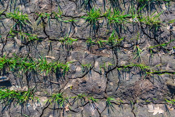 Wall Mural - Young green sprouts on the farm field