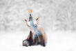 Red fox with a robin in the falling snow in winter