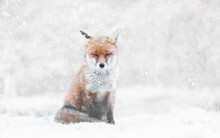 Close-up Of A Red Fox In The Falling Snow In Winter
