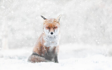 close-up of a red fox in the falling snow in winter