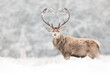 Close up of red deer stag with heart shaped antlers in winter