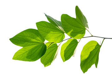 Fotomurales - Bauhinia purpurea, green purpurea leaves on Isolate on transparent background PNG file