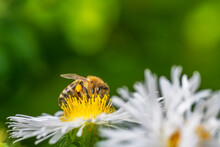 Bee Pollinating On An Aster Flower