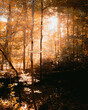 Enter a mystical world of autumnal hues with sunbeams illuminating a forest scene