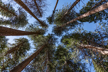 Ponderosa Pine Treetops In Yosemite NP