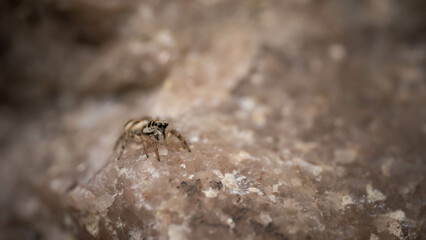 Wall Mural - brown spider mount camouflaged on stone, incredible wildlife