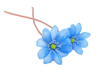 Wall Mural - Hepatica Nobilis - first Spring flower isolated