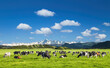 Beautiful landscape with grazing cows