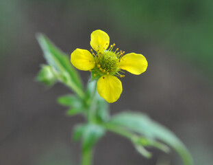 Sticker - Geum urbanum grows in nature