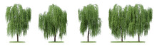 Daytime Scene Landscape Element For 3d Architectural Visualization. Weeping Willow Tree Isolated On Transparent Background. 3d Rendering Illustration. PNG Format