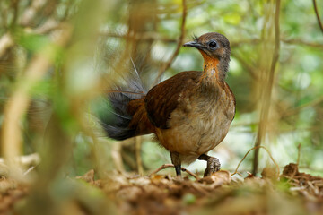 Wall Mural - prince alberts lyrebird - menura alberti timid pheasant-sized songbird endemic to subtropical rainfo