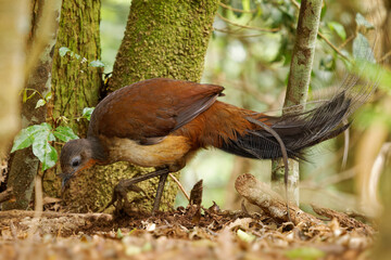 Wall Mural - prince alberts lyrebird - menura alberti timid pheasant-sized songbird endemic to subtropical rainfo