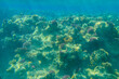 © olyasolodenko - Coral reef in the Red sea in Ras Mohammed national park. Sinai peninsula in Egypt