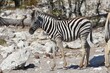 Zebrafohlen (Equus quagga) am Wasserloch Kalkheuwel im Etoscha Nationalpark