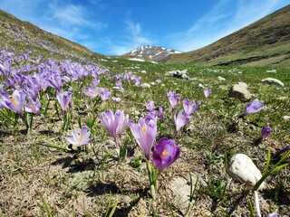 Wall Mural - Violet crocus flowers with mountains covered with snow in the background.