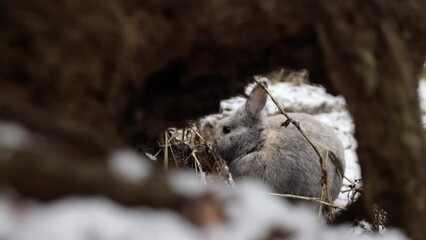 Wall Mural - Eastern Cottontails Rabbit Sitting on Snow in Winter, resting by it's hole.