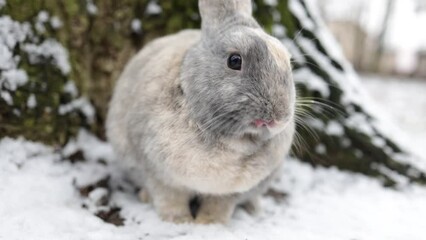 Wall Mural - Rabbit Sitting on Snow in Winter Forest, Closeup Portrait.