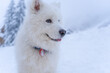 Samoyed playing in the snow in the winter in the mountains