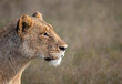 © Mint Images - A lioness, Panthera leo, side profile stare.