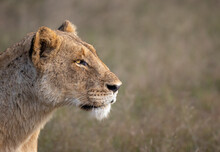 A Lioness, Panthera Leo, Side Profile Stare.