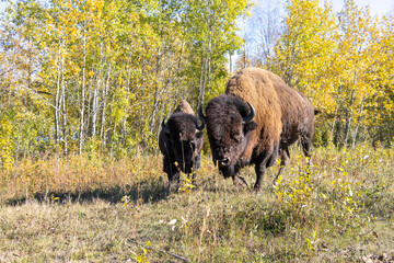 bison at Elk Island National Park