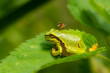 Macro of the European tree frog (Hyla arborea) - green, small frog with black stripe bitten by a mosquito