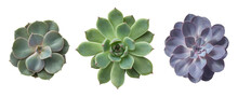 Three Different Succulents / Echeveria Plants Without Pots Isolated Over A Transparent Background, Natural Interior Or Garden Design Elements, Top View / Flat Lay