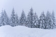 Fir forest covered with snow in winter in the mountains