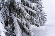 Tree covered with snow in the winter in the mountains