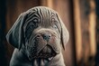 Neapolitan mastiff puppy